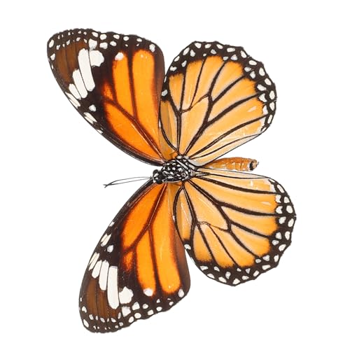 CHICAMPERA Schmetterlings-Exemplar -Schmetterling Schmetterlingsform Gerahmter Schmetterling Konservierter Schmetterling Ausgestopfte Tiere Schmetterling Wandkunst CHICAMPERA Schmetterlings-Exemplar -Schmetterling Schmetterlingsform Gerahmter Schmetterling Konservierter Schmetterling Ausgestopfte Tiere Schmetterling Wandkunst von CHICAMPERA