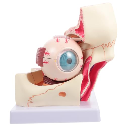 CHILDWEET 3x Vergrößertes Menschliches Augemodell Pvc-anatomie-lehrmittel Realistisches Modell Für Ärzte Und Studenten von CHILDWEET