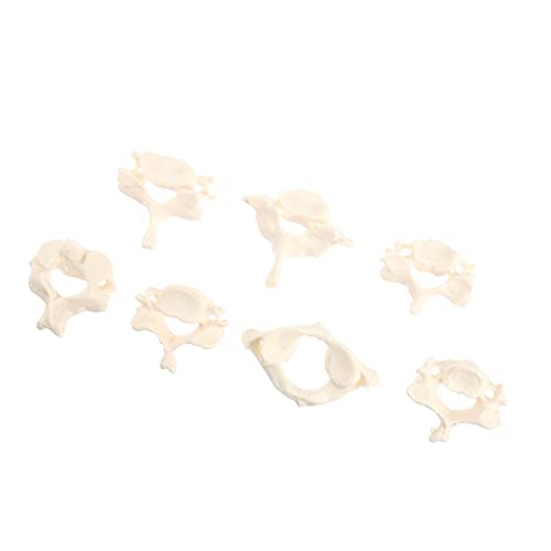CHILDWEET 1satz Anatomisches Cervical Spine Modell Für Anatomieunterricht Und Studienzwecke Leicht Und Praxisnah von CHILDWEET