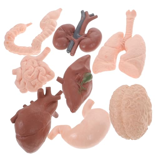 CHILDWEET 8stücke Modell Künstliche Organe Simulation Menschlichen Lehrmodell Unterrichtshilfen Realistisches Organmodell Für Schüler Lehrmittel Modelle von CHILDWEET