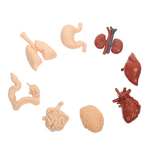 CHILDWEET Lebendige Anatomie Modell Set 8 Stücke Menschliche Innere Organe Schule Lehren Spielzeug von CHILDWEET