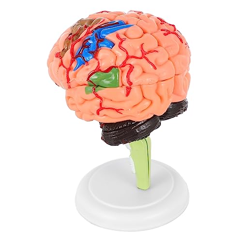 CHILDWEET 1Stk Experimentelle Lehrmedizin Organe Wissenschaft Puzzle menschliches Schädelmodell für die Anatomie Herz schulsachen schulzeug Anatomie Gehirnmodell abnehmbares Gehirnmodell PVC CHILDWEET 1Stk Experimentelle Lehrmedizin Organe Wissenschaft Puzzle menschliches Schädelmodell für die Anatomie Herz schulsachen schulzeug Anatomie Gehirnmodell abnehmbares Gehirnmodell PVC von CHILDWEET