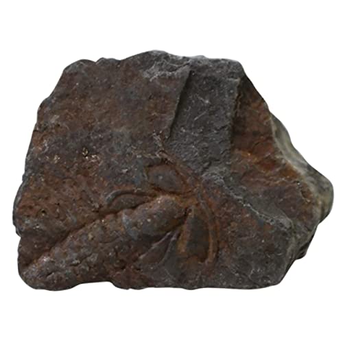 CHILDWEET 1Stk Trilobiten- fossilien paläontologie studentin the student science steinkopf unterrichtsmaterial dekoring Lehrmittel Kinderspielzeug modell Tischschmuck Dekoration CHILDWEET 1Stk Trilobiten- fossilien paläontologie studentin the student science steinkopf unterrichtsmaterial dekoring Lehrmittel Kinderspielzeug modell Tischschmuck Dekoration von CHILDWEET