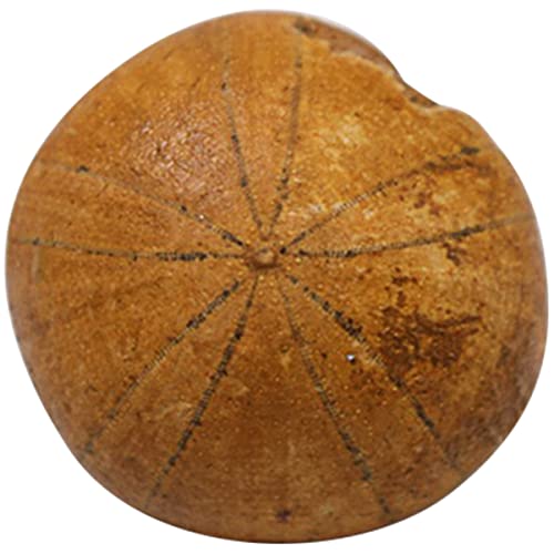 CHILDWEET 1pc Creative Sea Urchin Student Science Lehrmaterial Desktop Decor CHILDWEET 1pc Creative Sea Urchin Student Science Lehrmaterial Desktop Decor von CHILDWEET