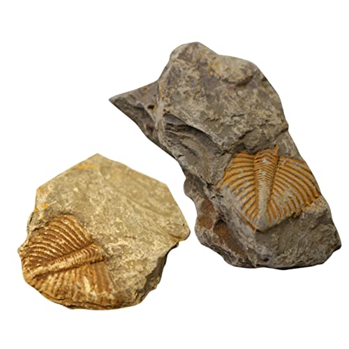 CHILDWEET 2St Trilobiten- fossilien paläontologie beemysafe wundrrschön tuchent schuler ziernieten modell Kinderspielzeug Dekoration Desktop-Ornament pädagogisches von CHILDWEET