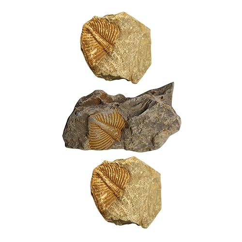CHILDWEET 3st Trilobiten- Dinosaurier Zubehör Für Reptilien Trilobit Edelstein Gliederfüßer Bausatz Gecko-pflanzen Leopard Gecko Tank Zubehör Exemplare Mit Haube Kork Log Grabset von CHILDWEET
