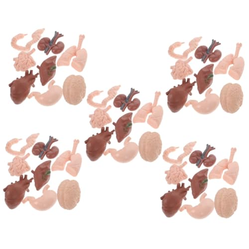 CHILDWEET 5 Sätze Modell Eines Menschlichen Organs Stütze Eines Menschlichen Organs Modell Des Menschlichen Körpers Menschliche Anatomie Und Physiologie Körperteile Modell 8 Stück * 5 von CHILDWEET