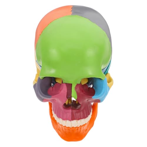 CHILDWEET Realistisches Anatomie-studienwerkzeug Für Das Menschliche Schädelmodell Mit Abnehmbaren Komponenten von CHILDWEET