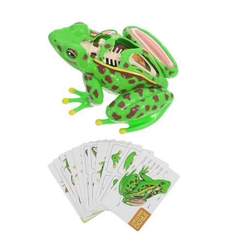 CHILDWEET Lernspielzeug Frosch Detailliertes Anatomie-sezierset Für Kinder Mit Froschfigur Für Unterhaltsames Und Lehrreiches Spielen von CHILDWEET