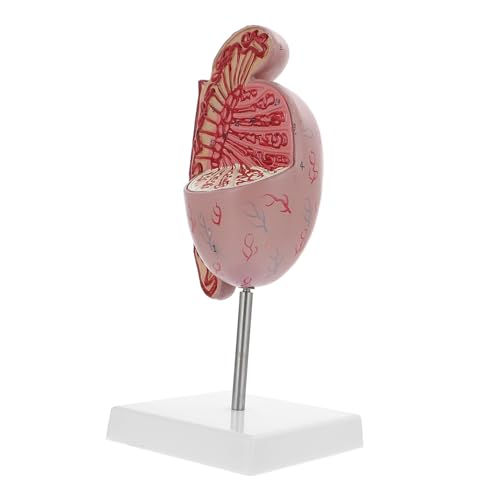 CHILDWEET Anatomie-organe Männliche Dissektionsstütze Anatomie Menschlicher Organe Für Den Einsatz in Studenten von CHILDWEET