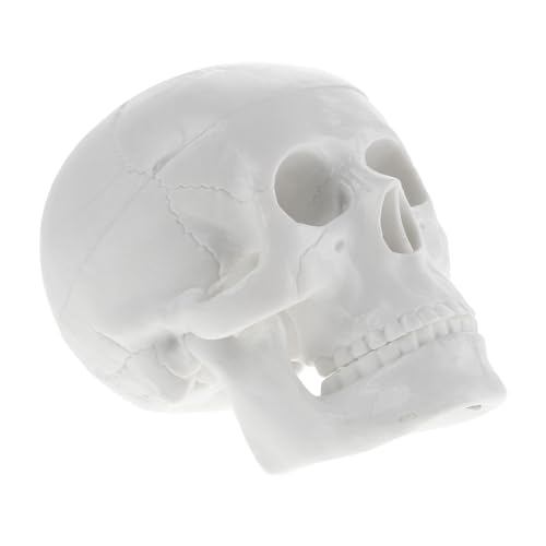 CHILDWEET Realistisches Menschliches Schädelmodell - für Halloween Anatomiemodell Gefälschtes Schädel-ornament CHILDWEET Realistisches Menschliches Schädelmodell - für Halloween Anatomiemodell Gefälschtes Schädel-ornament von CHILDWEET