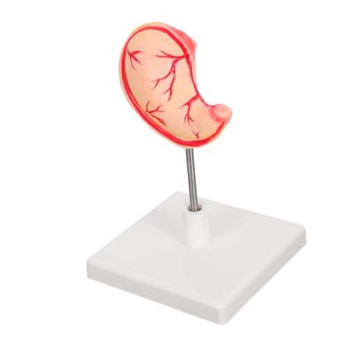 CHILDWEET Professionelles Magenmodell aus Robustem Material Anatomisches Darstellung zur Lehre von Magenstruktur und Funktion Einfach Montierbares Lehrmodell für Medizinstudenten und CHILDWEET Professionelles Magenmodell aus Robustem Material Anatomisches Darstellung zur Lehre von Magenstruktur und Funktion Einfach Montierbares Lehrmodell für Medizinstudenten und von CHILDWEET