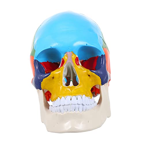 CHILDWEET Schädelmodell Modell des menschlichen Körpers für Anatomiemodell the skulls totenschädel werkzeug Schädel Kopf medizinisches Modell Kopfmodell des menschlichen Schädels Harz von CHILDWEET