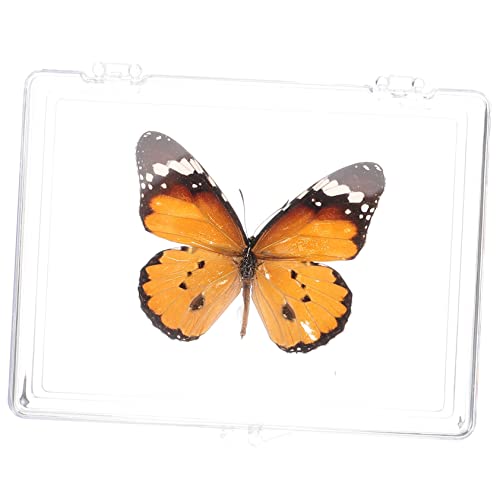 CHILDWEET Schmetterlings-Exemplar Schmetterlingsexemplar-Dekor Klarer Präsentationsständer Spielzeuge Ausstellungsregale Schmetterlingsexemplar zum Aufhängen an der Wand von CHILDWEET
