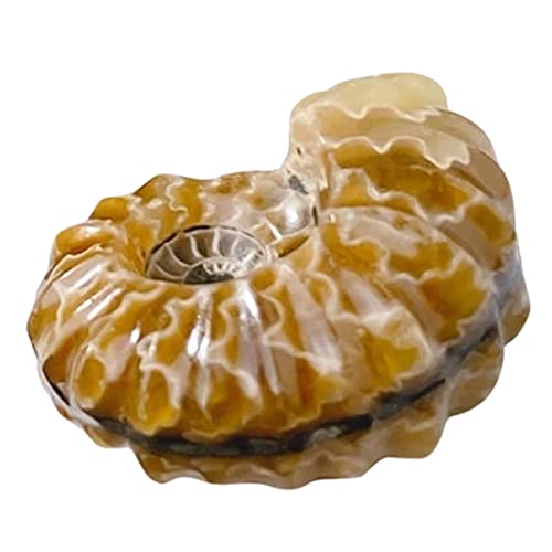 CHILDWEET Handgefertigtes Muschelförmiges Kristalldekor Natürliches Kristallstein-ornament- von CHILDWEET