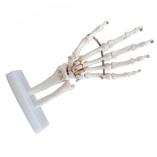 CHILDWEET Handgelenk-simulationsmodell Pädagogisches Handskelett-modell Basis Für Ärzte von CHILDWEET