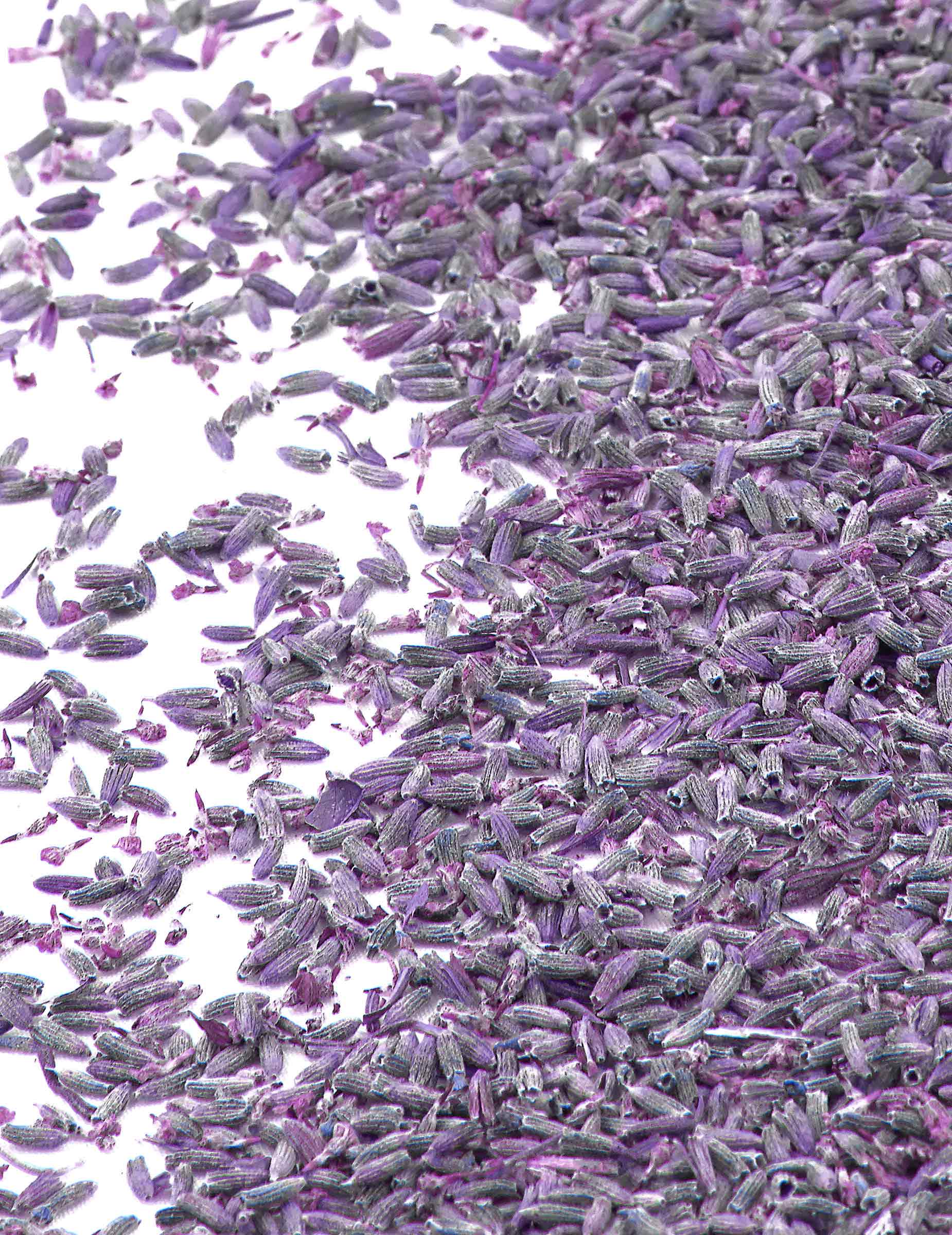 Lavendelblüten Getrocknet 1kg Beutel von CHRISTIANFABRICATIONS