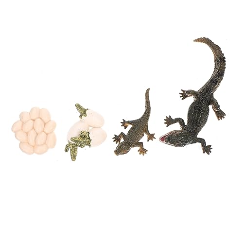 CIYODO Lebenszyklus Modell Krokodil Pädagogisches Spielzeug Zur Frühen Bildung Zur Simulation des Tierwachstumszyklus Für Fördert Kreativität Und Konzentration von CIYODO