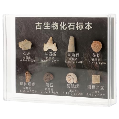 CIYODO 1 Schachtel Fossiles Exemplar Requisiten Lehren Figuren Dekoration Sammelprobe Schöner Unregelmäßiger Stein Paläontologie Lehrmittel Unregelmäßige Steine Ornament von CIYODO