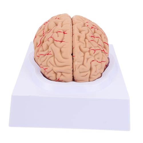 CIYODO 1 Stück Anatomisches Gehirnmodell für Lehrzwecke Medizinisches Cerebrovaskuläres Modell mit Stabiler Basis für Psychologen Medizinstudenten Erleichtert Komplexer Inhalte von CIYODO