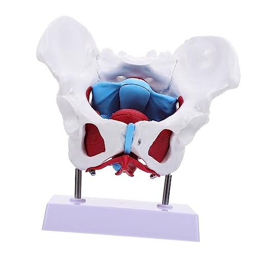 CIYODO 1 Stück Beckenmodell Lehrreich Weibliches Modell Menschlich Lehre Bildungsmodell Hüfte Für Anatomisches Modell Des Beckens Hilfsmittel Zur Geburtserziehung Pvc CIYODO 1 Stück Beckenmodell Lehrreich Weibliches Modell Menschlich Lehre Bildungsmodell Hüfte Für Anatomisches Modell Des Beckens Hilfsmittel Zur Geburtserziehung Pvc von CIYODO