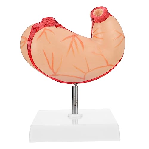 CIYODO 1 Stück Natürliches Big-Bauch-Modell Magenmodell Magen Lehrmodell medizinisches anatomisches Modell Modelle Anatomisches Modell des Schulmagens biologisches Unterrichtsmodell von CIYODO
