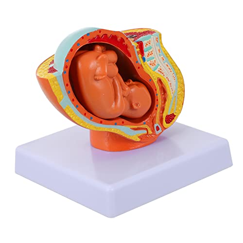 CIYODO 1 Stück Weibliches Embryo Modell für Lehrzwecke Fötus Modell für Krankenhäuser Realistische Darstellung für Effektives Lernen von CIYODO