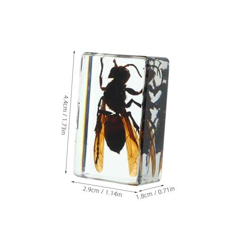 CIYODO 6 Stück Insektenpräparate in Klarem Kunstharz Kleine Langlebige Insekten sammlung für Wissenschaftsunterricht Dekoration Briefbeschwerer Sichtbare Innere Strukturen CIYODO 6 Stück Insektenpräparate in Klarem Kunstharz Kleine Langlebige Insekten sammlung für Wissenschaftsunterricht Dekoration Briefbeschwerer Sichtbare Innere Strukturen von CIYODO