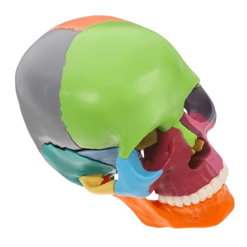CIYODO Farbiges Anatomisches Schädelmodell mit Abnehmbaren Detailreiche Visualisierung Langlebiges Lehrmittel für Medizinstudenten für Anatomiekurse und Effektives Lernen von CIYODO