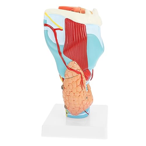 CIYODO Halsmodell Modell Der Halsanatomie Modell Des Menschlichen Halses Anatomischer Apparat Pvc CIYODO Halsmodell Modell Der Halsanatomie Modell Des Menschlichen Halses Anatomischer Apparat Pvc von CIYODO