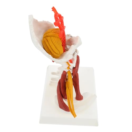 CIYODO Halswirbelmodell Halswirbelsäule Muskelmodell Des Halswirbelnervs Wirbel Modell Zervikales Modell Wirbelsäulenmodelle Für Die Anatomie Halswirbel Lehrmodell Pvc CIYODO Halswirbelmodell Halswirbelsäule Muskelmodell Des Halswirbelnervs Wirbel Modell Zervikales Modell Wirbelsäulenmodelle Für Die Anatomie Halswirbel Lehrmodell Pvc von CIYODO