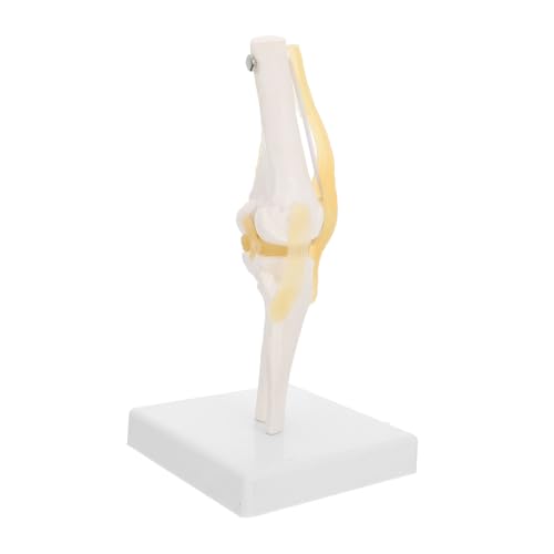 CIYODO Kniemodell Medizinisches Kniegelenkmodell Kniegelenk Modell Kniegelenkmodell Für Den Unterricht Knie Anatomiemodell Kniegelenk Anatomiemodell Menschliches Anatomie -modell Plastik von CIYODO