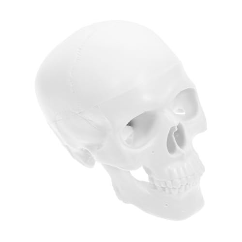 CIYODO Kleiner Anatomisches Schädelmodell aus Kunststoff Abnehmbar Beweglicher Detaillierte für Medizinstudenten und Halloween Dekoration CIYODO Kleiner Anatomisches Schädelmodell aus Kunststoff Abnehmbar Beweglicher Detaillierte für Medizinstudenten und Halloween Dekoration von CIYODO