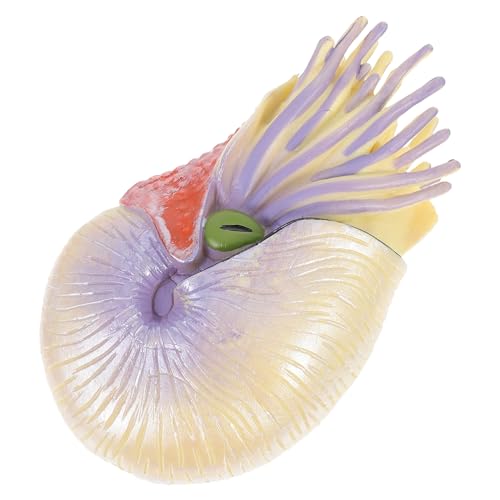 CIYODO Nautilus Modellspielzeug für Kinder Realistische Kognitionsspielzeugfigur Kreatives Modell und Verschleißfestes Material für Bildung und Spiel von CIYODO
