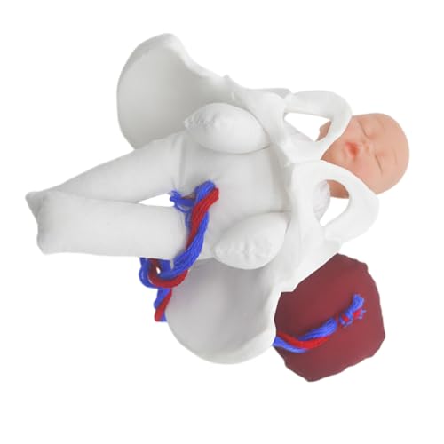 CIYODO Realistisches Weibliches Beckenmodell mit Fötus Nabelschnur und Plazenta Medizinisches Lehrmodell für Robust für Ausbildung und Pränatale Schulung von CIYODO