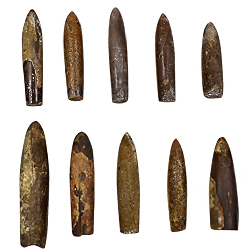 CIYODO Sammlung Fossile Für Bildung Wissenschaft Und Dekoration Natürliches Material Für Klassenzimmer Und Sammler Einzigartiges Desktop Ornament von CIYODO