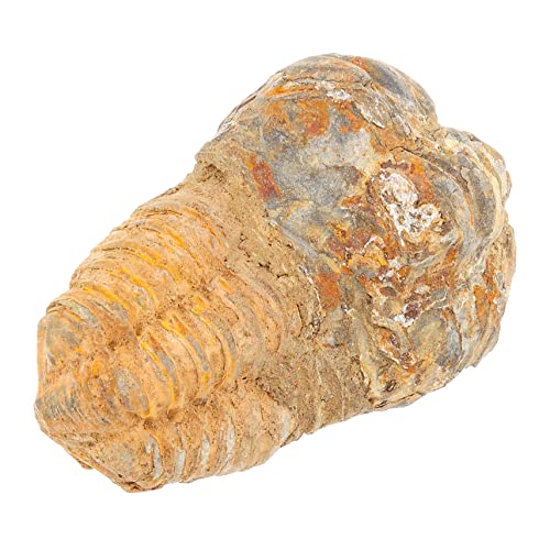 CIYODO Trilobiten Echtes Steinmodell Pädagogisches Dekor Lehrmittel für Paläontologie Unterricht Sammlerstück Natürliche Oberfläche Robust CIYODO Trilobiten Echtes Steinmodell Pädagogisches Dekor Lehrmittel für Paläontologie Unterricht Sammlerstück Natürliche Oberfläche Robust von CIYODO