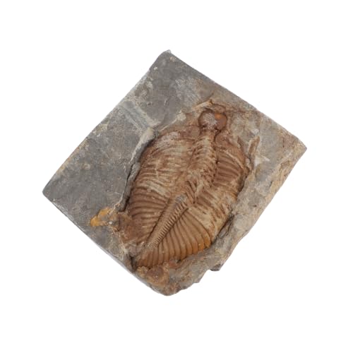 CIYODO Trilobiten Sammlung Echte Trilobiten Gesteinsproben für Bildungszwecke für Sammler Biologieunterricht Dekoratives Element von CIYODO
