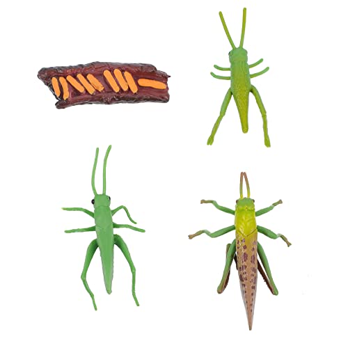 CLISPEED 1 Satz Kreatives Set mit Insektenwachstumszyklus Modellen Pädagogische Spielzeuge zur Frühen Bildung Realistische Desktop Dekorationen für Wachstum von Insekten und CLISPEED 1 Satz Kreatives Set mit Insektenwachstumszyklus Modellen Pädagogische Spielzeuge zur Frühen Bildung Realistische Desktop Dekorationen für Wachstum von Insekten und von CLISPEED