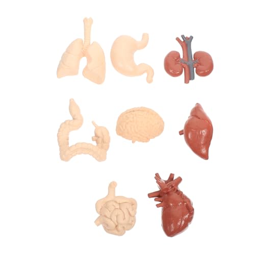 1 Satz Menschliches inneres Organmodell geschenke für kinder kindergeschenke Werkzeuge für Kinder menschliche Niere Modelle Spielzeuge Lehrhilfe Spielzeug für menschliche Organe von CLISPEED