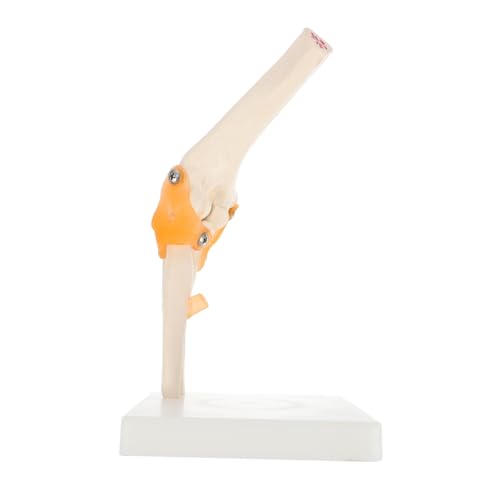 1 Stk Ellenbogen-Modell PVC menschliches Skelettmodell Menschliches anatomisches Modell Modelle menschliches Skelettmodell aus Kunststoff Anatomisches PVC-Modell Sport Ellbogen 3d von CLISPEED