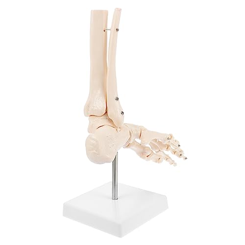 1 Stk Fuß Anatomie Fußgelenkmodell Fußknochenmodell Fußskelettmodell Füße Fußmodell Unterrichtsmaterialien PVC von CLISPEED