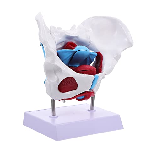 1Stk Becken-Uterus-Modell Becken-Uterus-Ansatz PVC-Beckenmodell Zubehör Modelle Modell der Beckenbodenmuskulatur medizinisches Beckenmodell Tier Blinddarm bilden Lehrmittel von CLISPEED