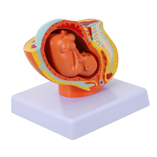 CLISPEED 1 Stück Embryomodell Gebärmutter- Vollzeit-Fötus-Modell Lehre Organe schaufensterpuppe weiblich Schwangerschaftsmodell weibliches Uterus-Embryo-Modell Uterus-Fötus-Modell PVC von CLISPEED