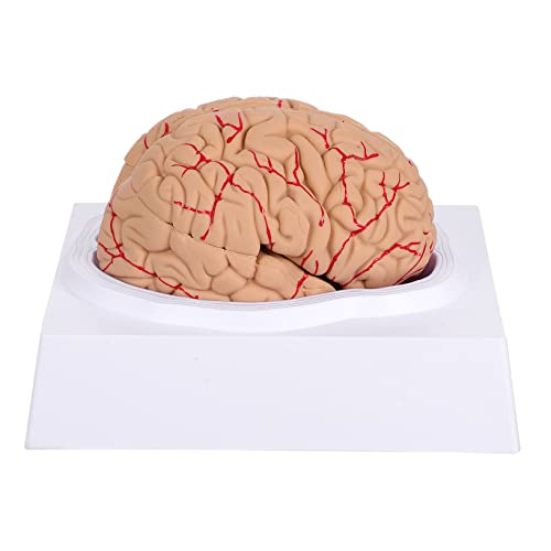 CLISPEED 1 Stück Gehirnmodell für menschliche Anatomie Wissenschaftsmodell anatomisches Modell Mann-Gehirn-Modell PVC Rosa von CLISPEED