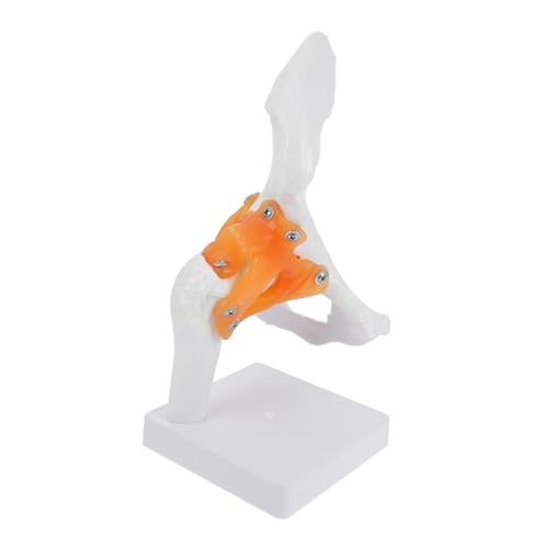 CLISPEED 1 Stück Hip-modell Skelett in Voller Größe Hüftknochenmodell Plastisches Anatomisches Modell Menschliches Skelettmodell Pvc von CLISPEED