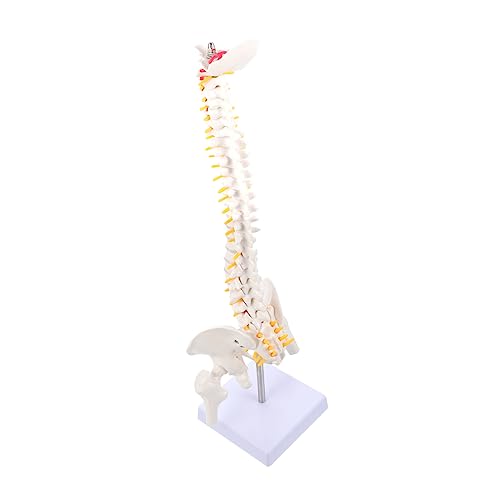 1Stk Modell der menschlichen Wirbelsäule Anatomiemodell Wirbelsäulenmodell für Arzt Puppe Modelle Wirbelsäulenmodell üben Steißbein-Anatomie-Modell Halswirbelsäule Bandscheiben PVC von CLISPEED