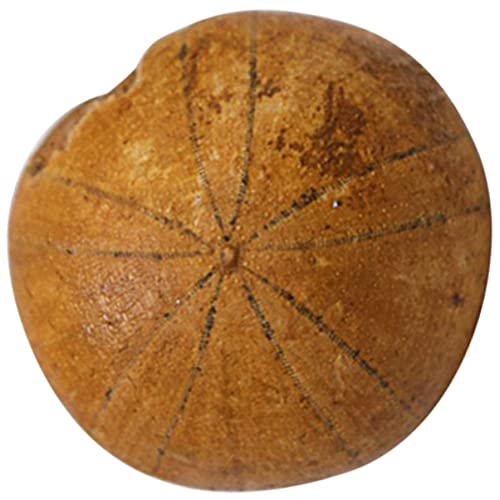 1Stk Fossiles Exemplar eines Seeigels Fossile Seeigel-Ornamente Lehrmittel für Seeigelfossilien Fossiliensammlung von Seeigeln Tier Dekorationen Probe Modell Student schmücken von CLISPEED