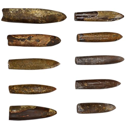 CLISPEED 10 Stück Teiliges Natürliche Schmuck Dekoration Einzigartiges Schreibtisch Ornament Pädagogisches Anschauungsmaterial für Schulanfänger und Sammler Originelle Geschenkidee von CLISPEED