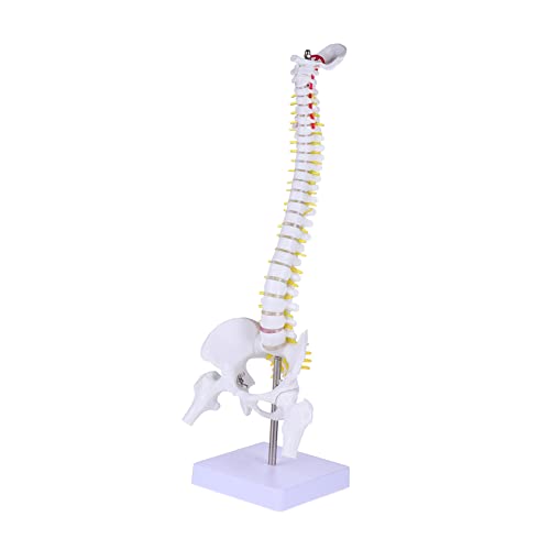 1stk Wirbelsäulenmodell Modell Der Halswirbelsäule Anatomiemodell Spinalnervenmodell Schaufensterpuppen Mannequin Modell Des Kreuzbeins Wirbelsäule Pvc Erwachsener Weiß Replik von CLISPEED
